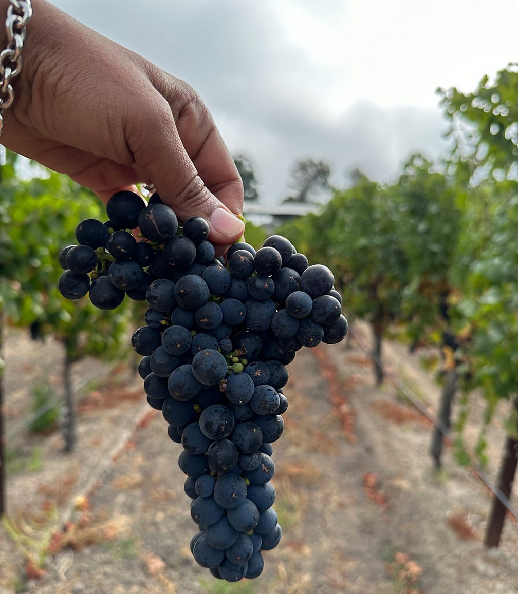 Courtesy of Ottavino Wines Shalini Sekhar, winemaker and proprietor of Ottavino Wines, in California, holds grapes from her vineyard (Credit: Courtesy of Ottavino Wines)