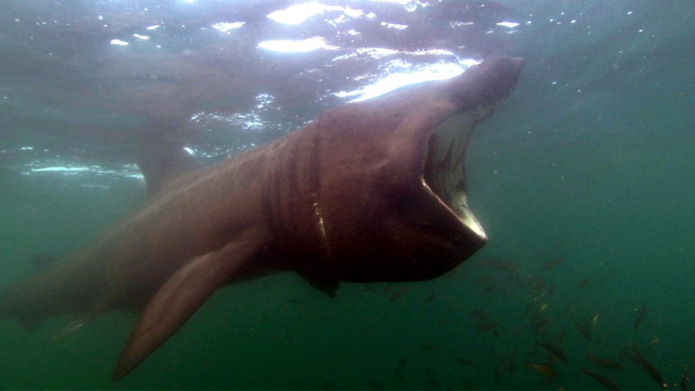 Bbc Scotland Bbc Scotland Shark Fin Scoop How Tagging Basking Sharks With Cameras Is Set To 8038