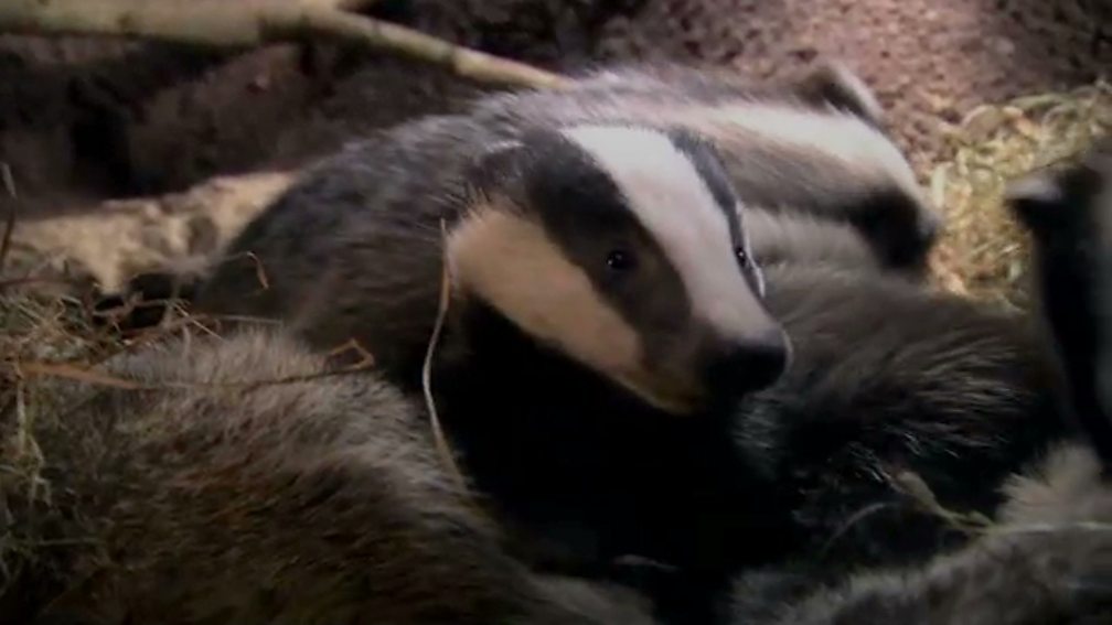 BBC Two The Burrowers Animals Underground