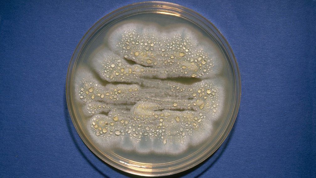 Evidence for evolution antibiotic resistance in bacteria Natural