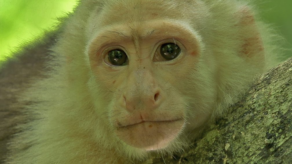 monkeys with white faces