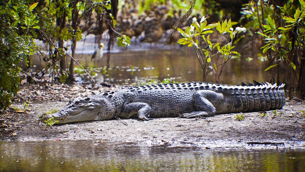 BBC Four - The Wonder of Animals - Wonder facts: Crocodiles