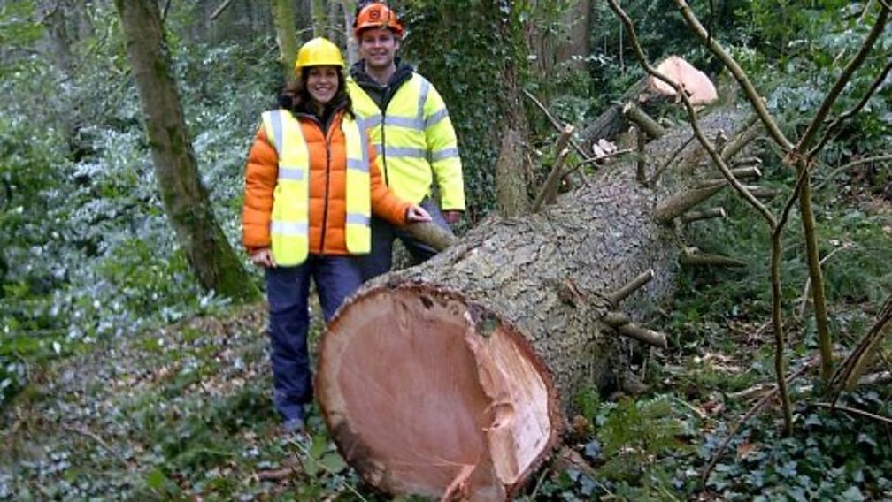 bbc-blogs-wales-tallest-tree-in-wales