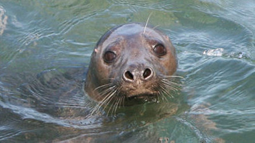 BBC Blogs - Wales - Sealed with a kiss