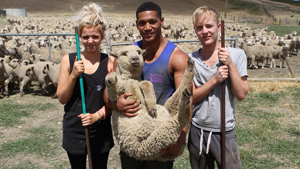 sheep shearing new zealand