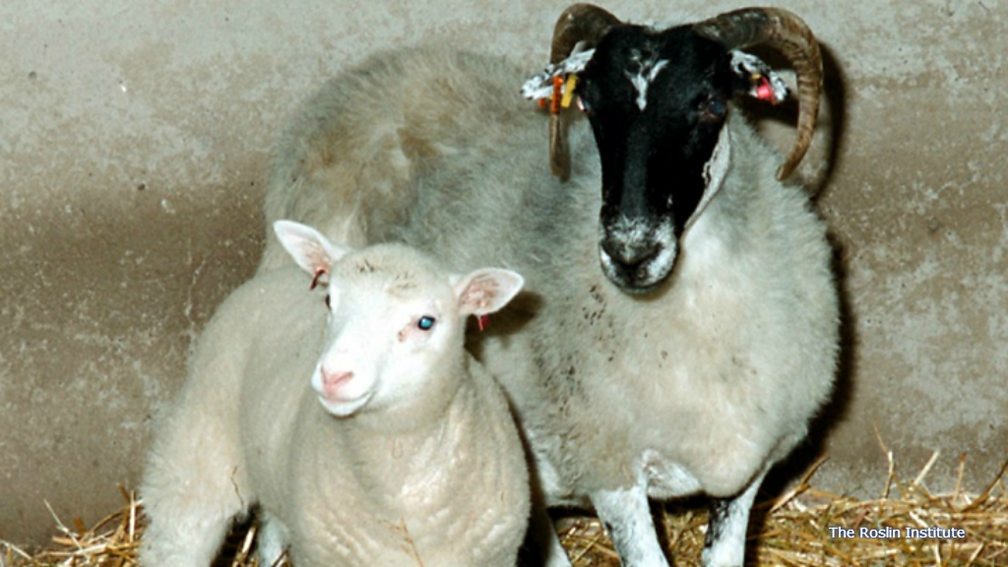 BBC Radio 5 Live 5 live Daily 'I was there' Dolly the Sheep revealed to the world in 1997