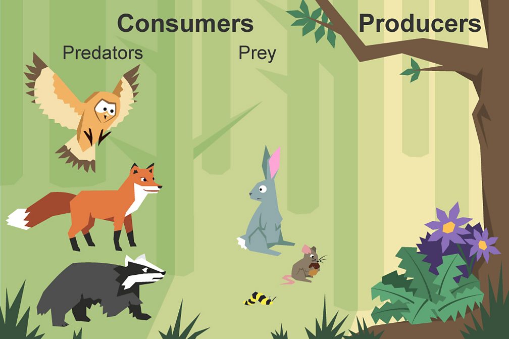 What is a food chain? Biology Diagrams