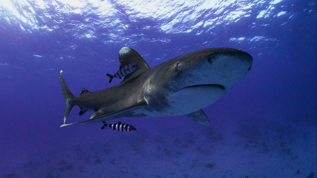 Bbc one shark what makes a shark 