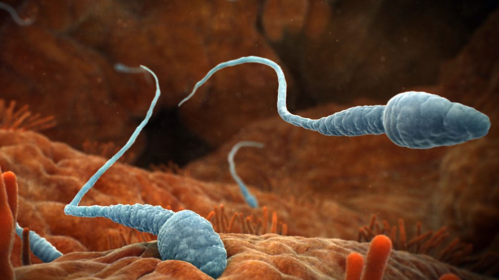 Bbc Radio 4 Radio 4 In Four Coming Up Next Nine Things You Never Knew About Sperm