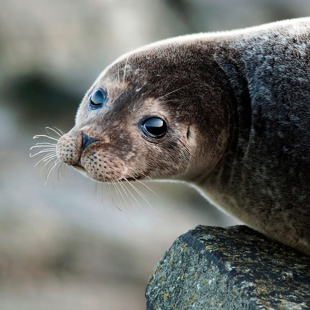 BBC One Big Blue UK Harbour (or common) seal