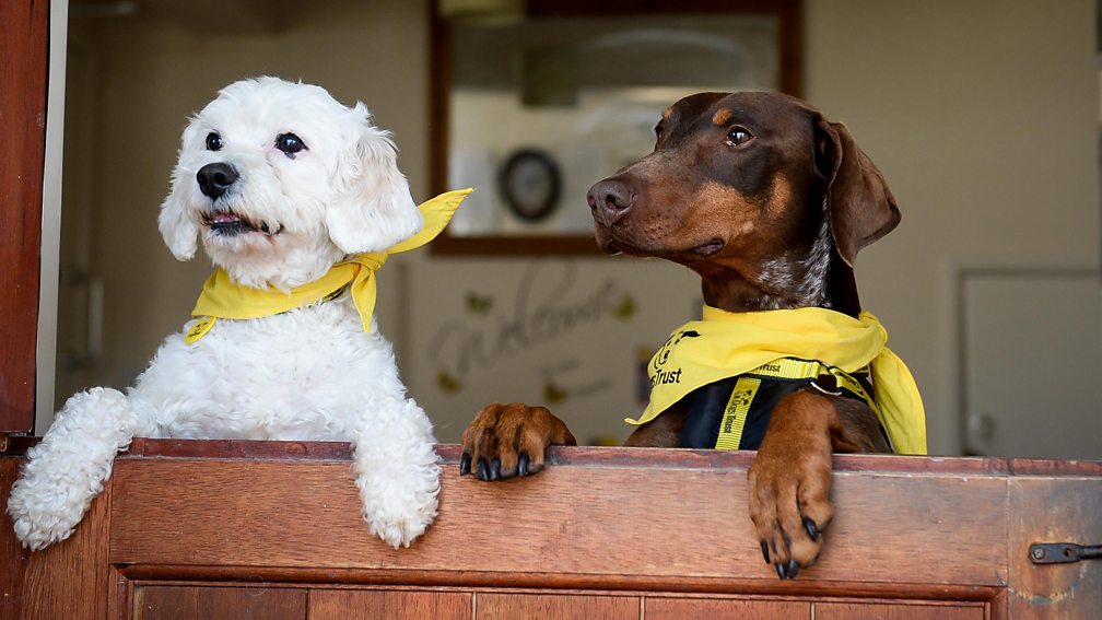 BBC One - The One Show, 26/08/2015 - Adopting a dog