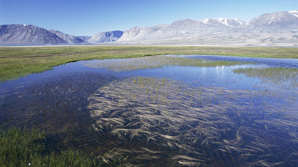 Characteristics of cold environments - polar and tundra - Cold ...