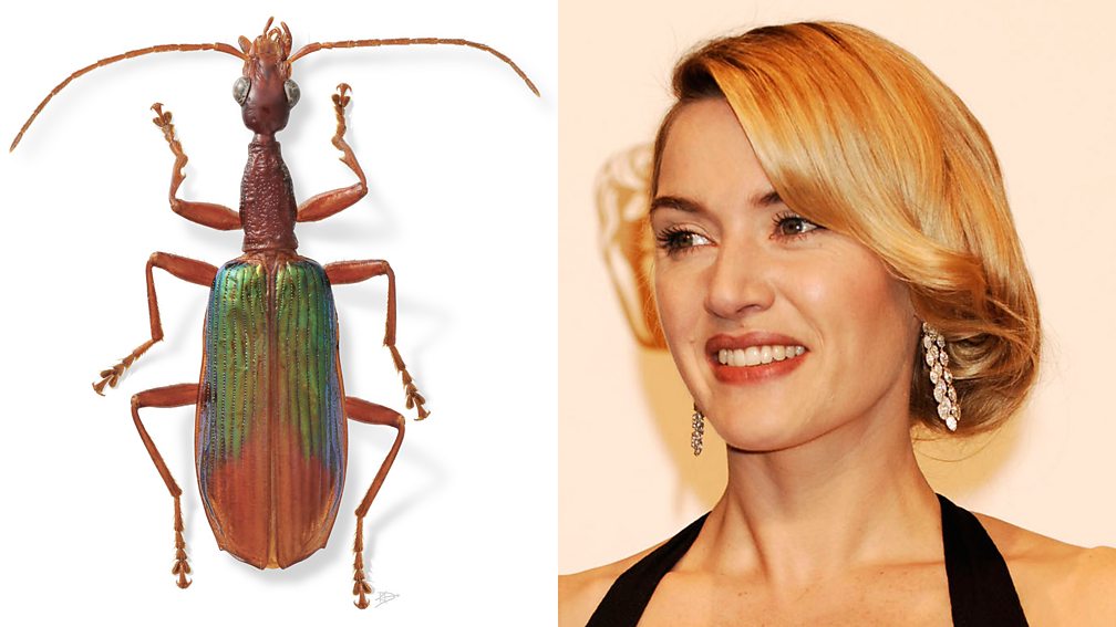 BBC Radio 4 Natural Histories, Beetles Nine beetles named after