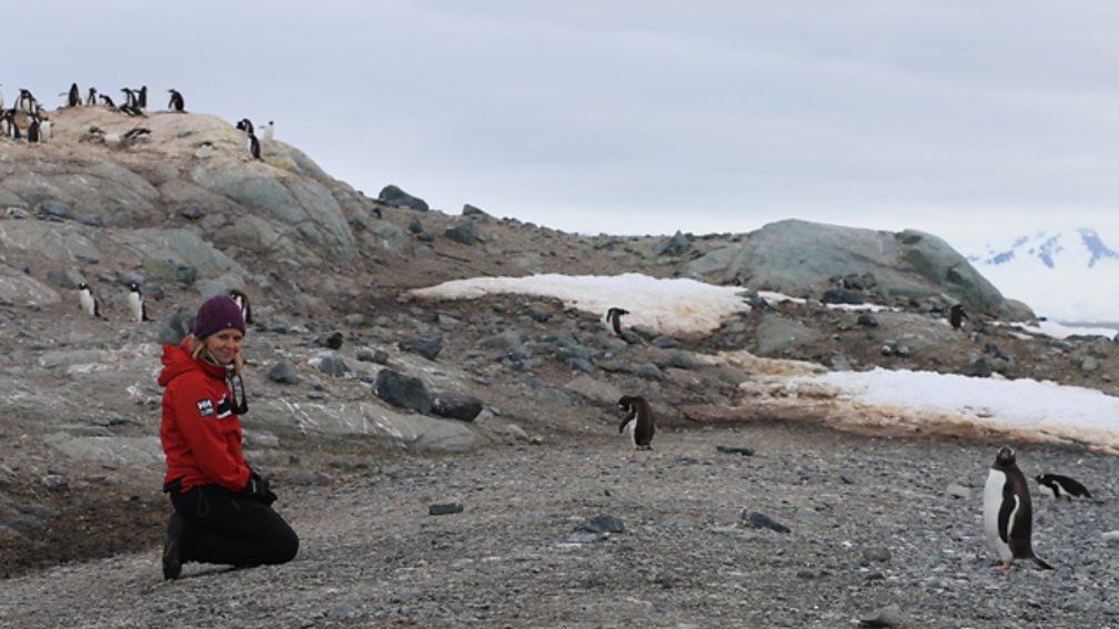 What adaptations do penguins have to survive in Antarctica? BBC Teach