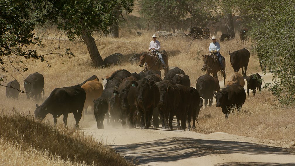 Why Did Cattle Drives End