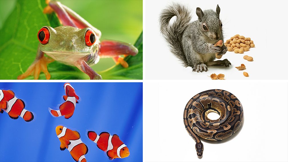 Classification - Classification and biodiversity – WJEC - GCSE Biology