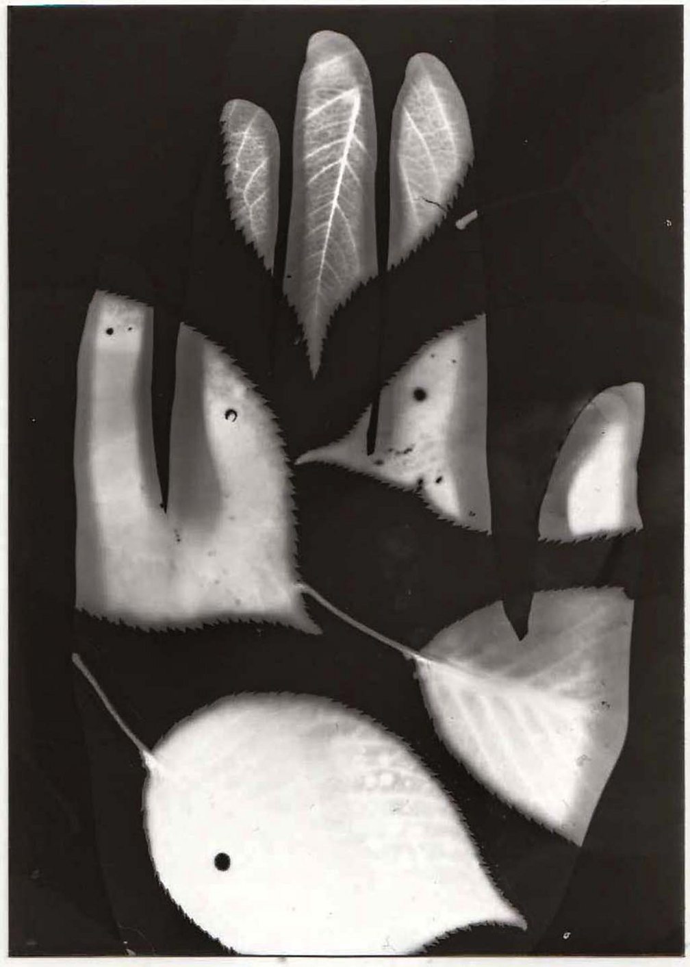 Photograms - Photography techniques - AQA - GCSE Art and Design ...