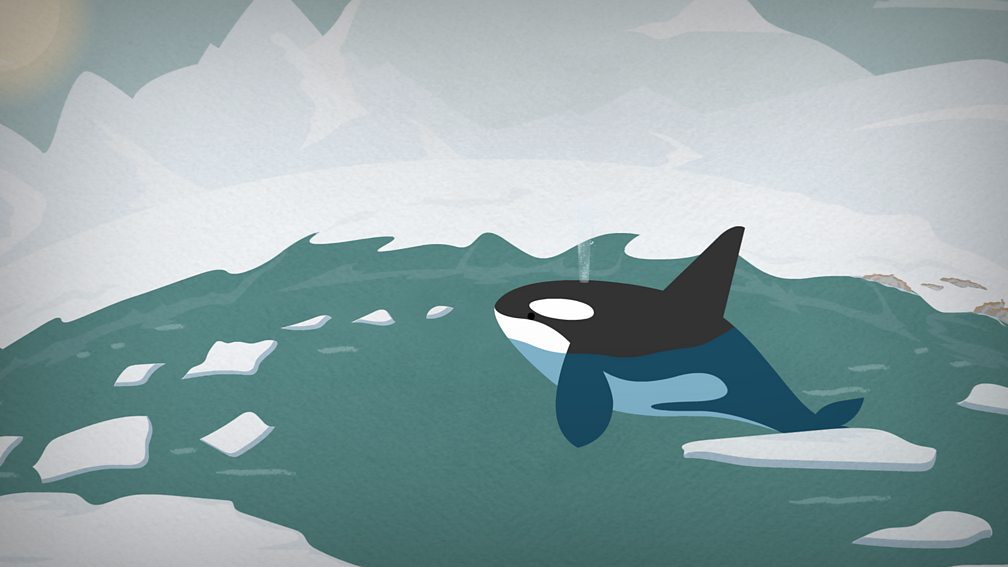 Free KS1 Science Game for primary school children Learn about animals