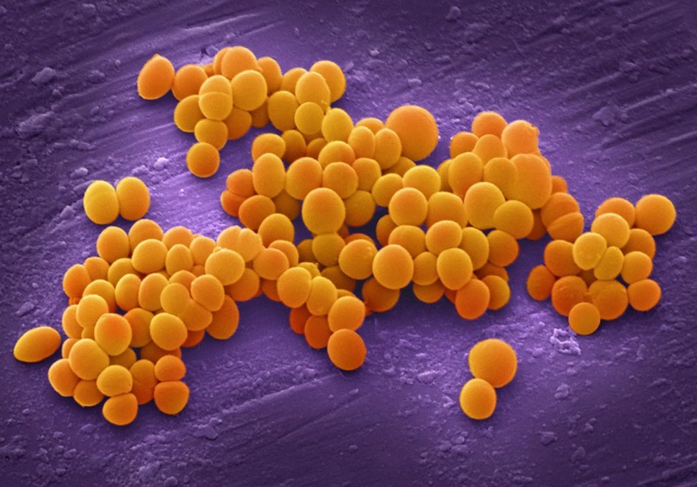 BBC - Tomorrow's World - Seven things you didn’t know about bacteria