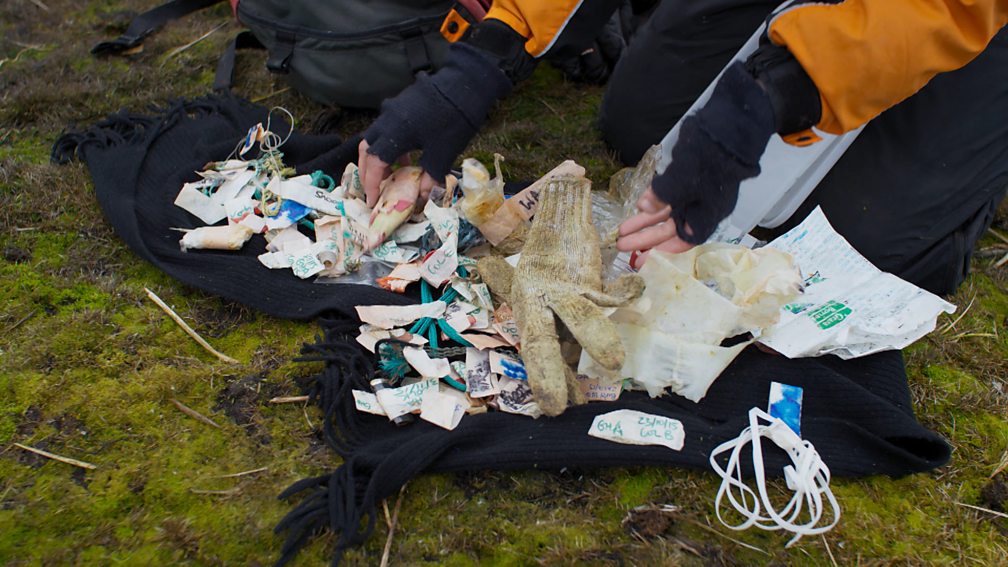 BBC One - Blue Planet II - Filming albatross chicks eating plastic