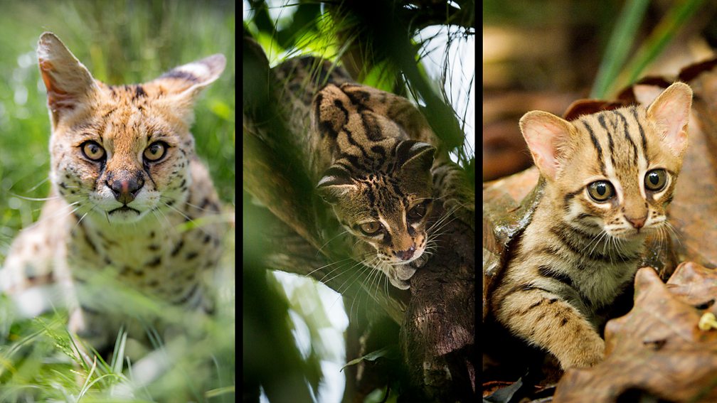 BBC One Big Cats Global pet trade in wild cats is a threat to their