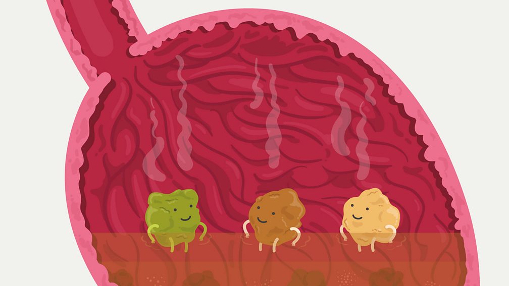what-happens-in-your-stomach-bbc-bitesize