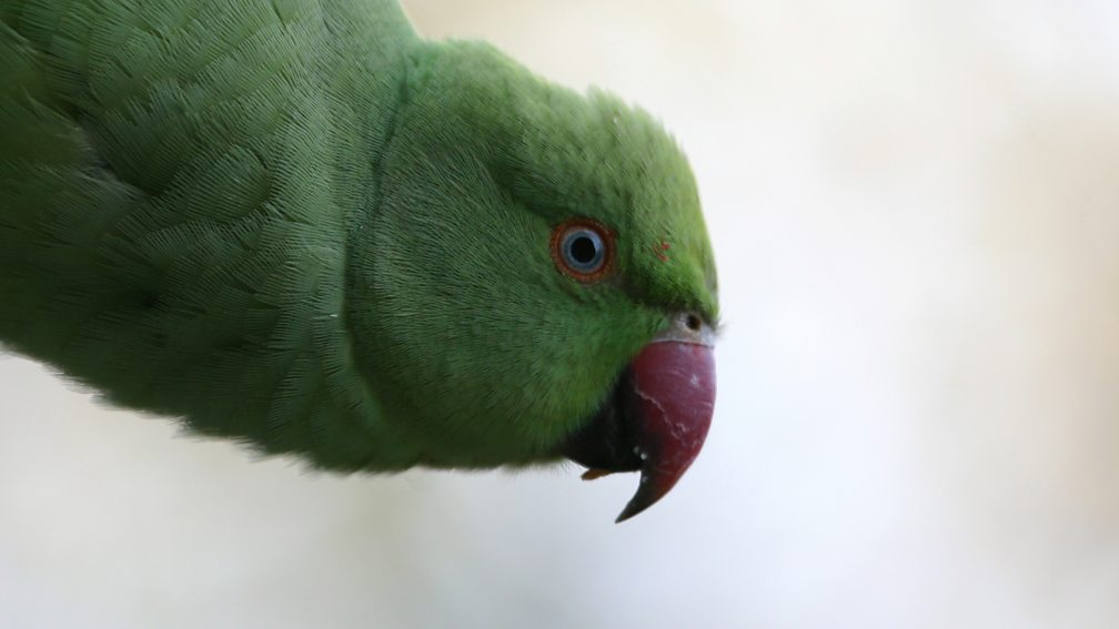 BBC Radio 4 - Radio 4 in Four - Seven of the world's most infamous ...