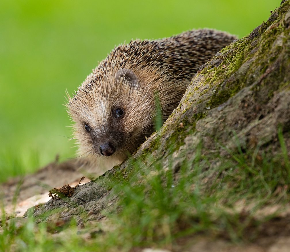BBC Radio 4 - Radio 4 in Four - Nine things you didn’t know about hedgehogs
