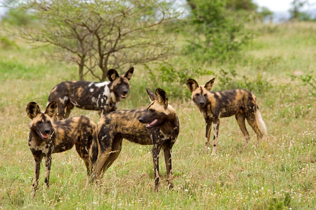 Cooperative hunting Social behaviour Higher Biology Revision BBC