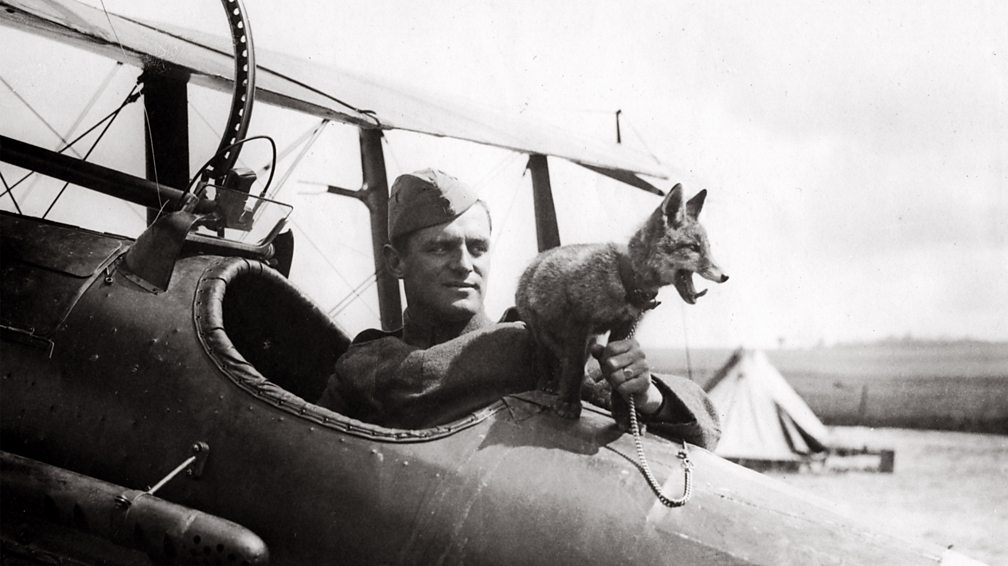 How did animals help in World War One? - BBC Bitesize