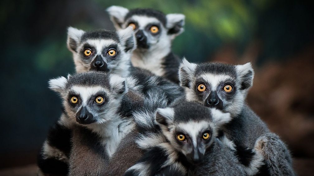 can-you-guess-the-collective-noun-for-these-animals-bbc-bitesize