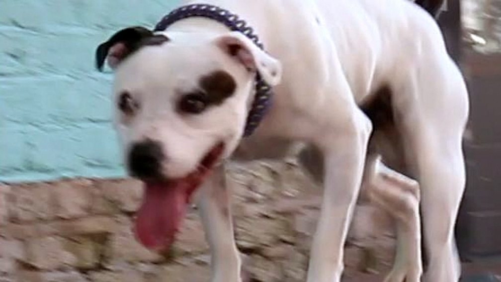 BBC Scotland BBC Scotland Why are Staffies still considered