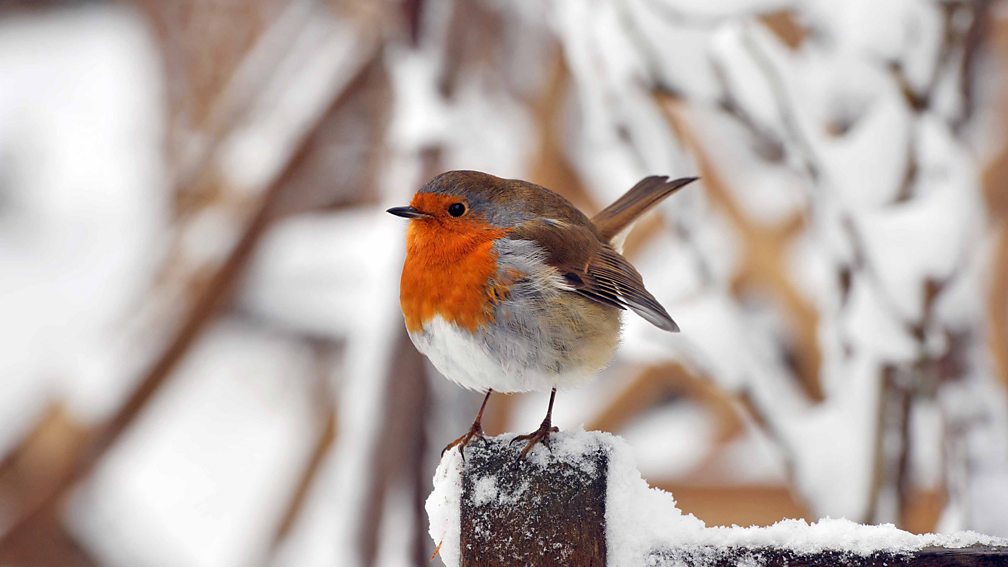 Big Schools Winterwatch 2023 – Live Lesson - BBC Teach