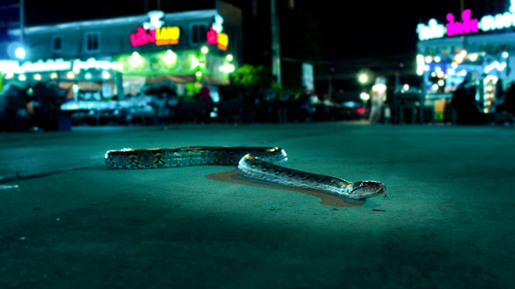 BBC Two Cities Nature's New Wild Snakes in the city