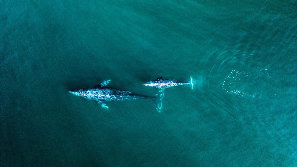 BBC One - Blue Planet Live - Meet the stars