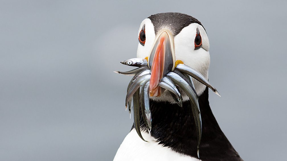 puffin facts puffin facts