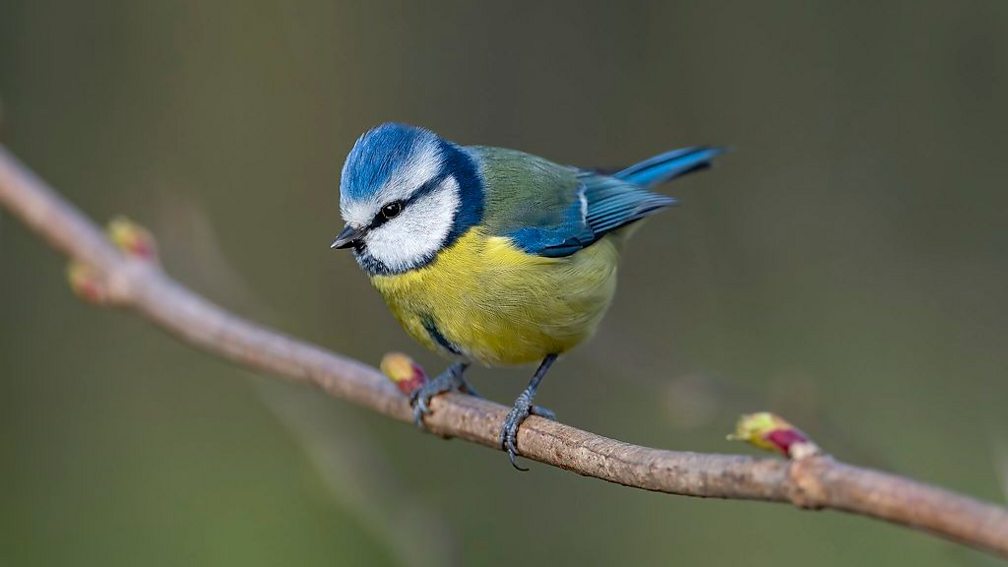 BBC Two - Springwatch - Watch wildlife webcams around the country