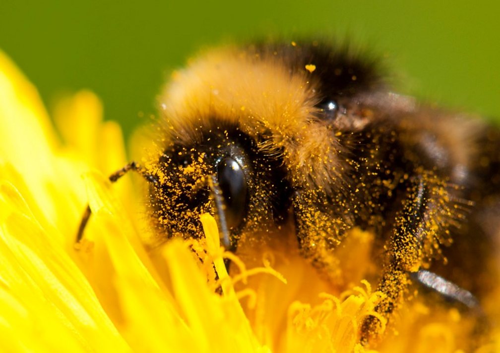 Why should we care about insects? LaptrinhX / News