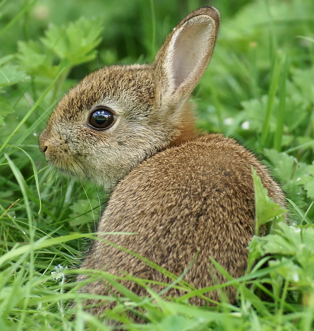BBC Two - Springwatch - In pictures... The magic of spring
