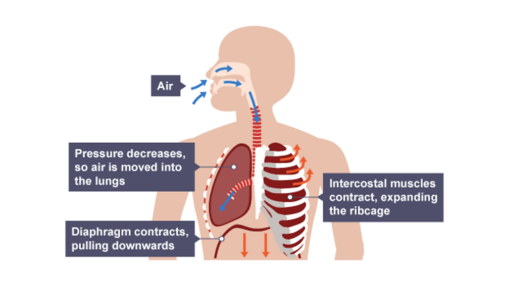 What is respiration and gas exchange? BBC Bitesize