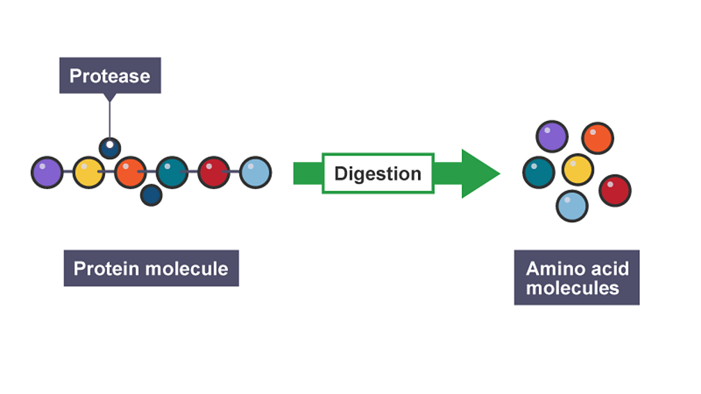 In Your Small Intestine During Digestion Pancreatic Enzymes Break Down Proteins By at Bill Lance