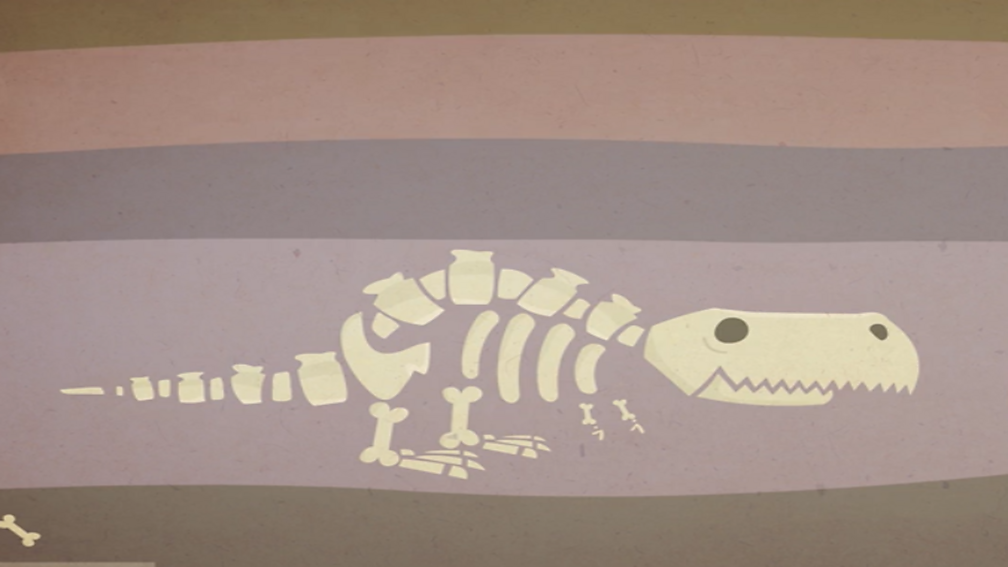 What can fossils tell us? BBC Bitesize
