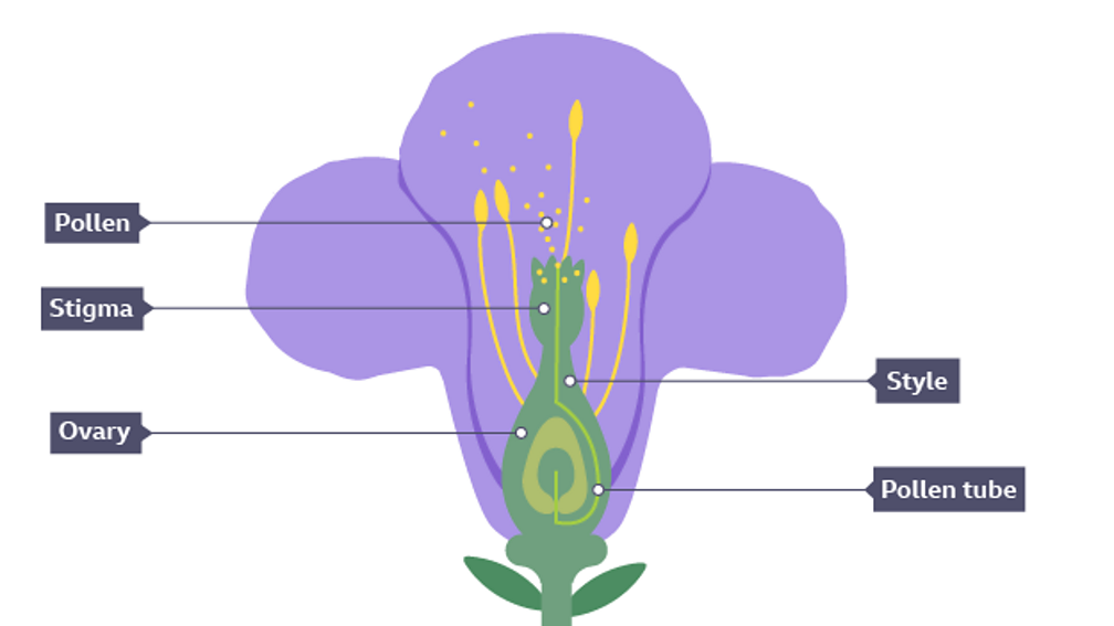 Fruit and seeds Reproduction KS3 Biology BBC Bitesize BBC Bitesize