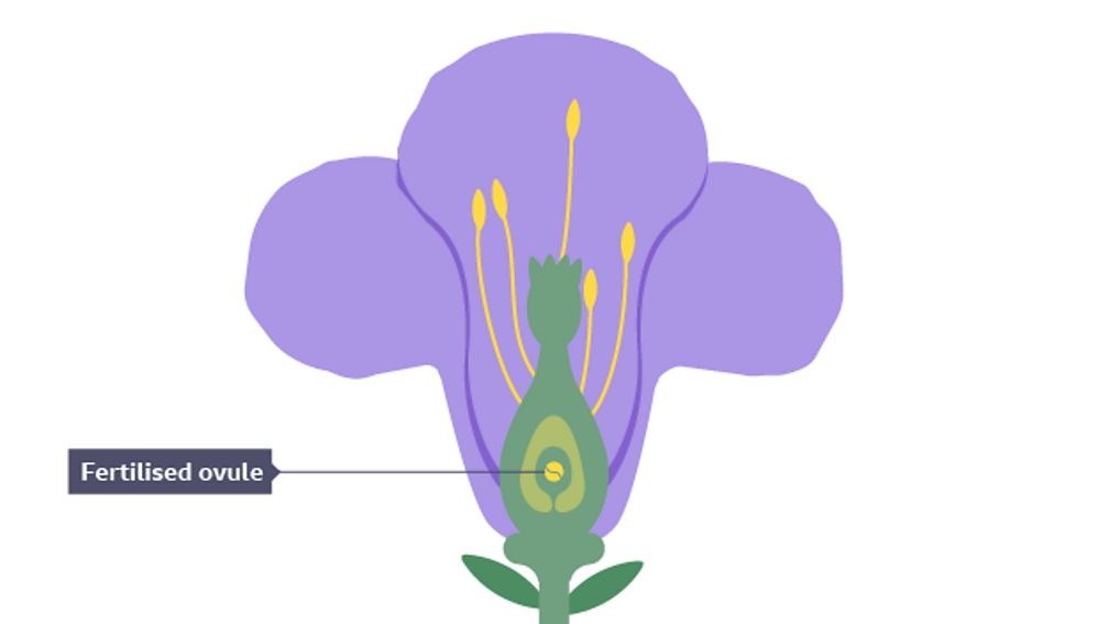 Fruit and seeds Reproduction KS3 Biology BBC Bitesize BBC Bitesize