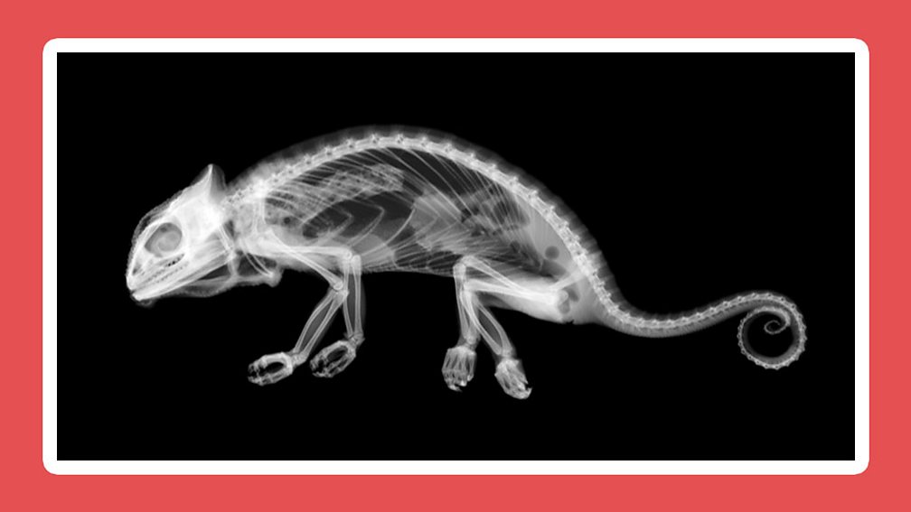 What is a vertebrate? - BBC Bitesize