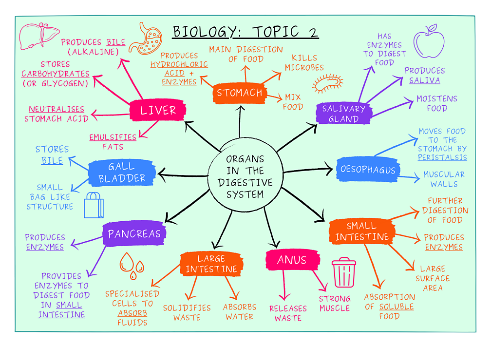 Revision Memory hacks and tips BBC Bitesize