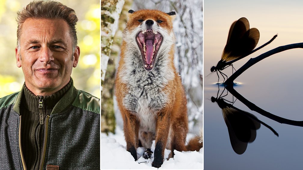 BBC Arts BBC Arts “Hot dog, jumping frog, Albuquerque” The pop