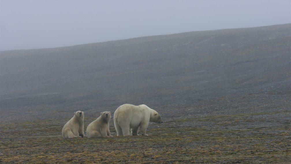 BBC One Frozen II Polar bear island