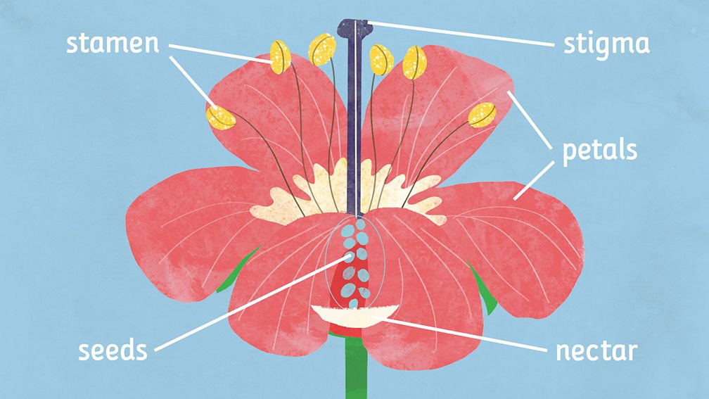 KS1 Science Plants How do plants make new plants? BBC Teach