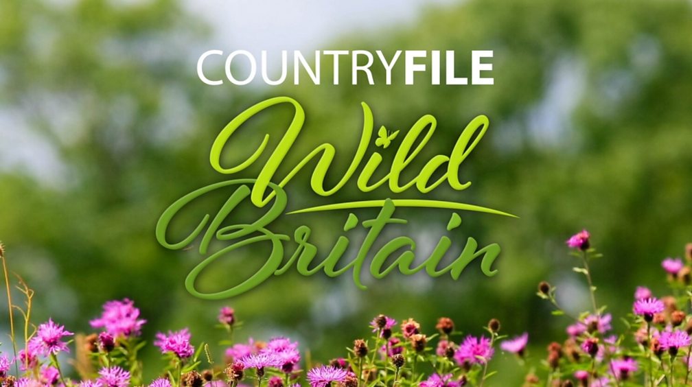 BBC One - Countryfile - Wild Britain